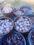 Vând soiuri de prune nestopoite