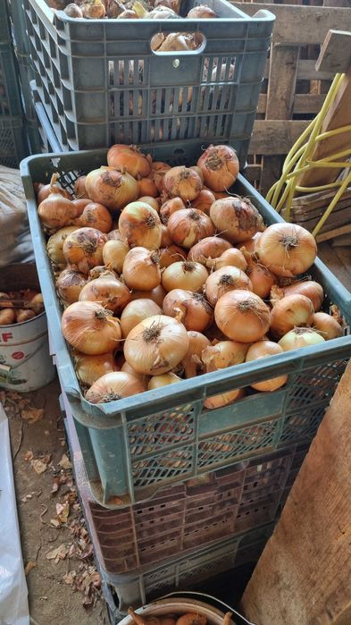 De vânzare ceapă albă si rosu