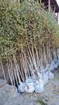 Mestecan,tei,platan,paltin, salcam,stejar, fag,