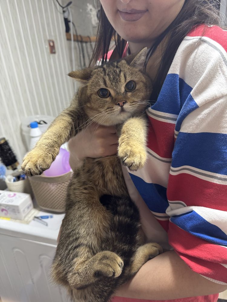 Кошка Скотиш + Шиншила