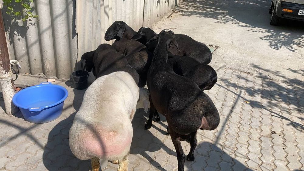 Qoʻy qassob qoʻchqor dastafka 24/7