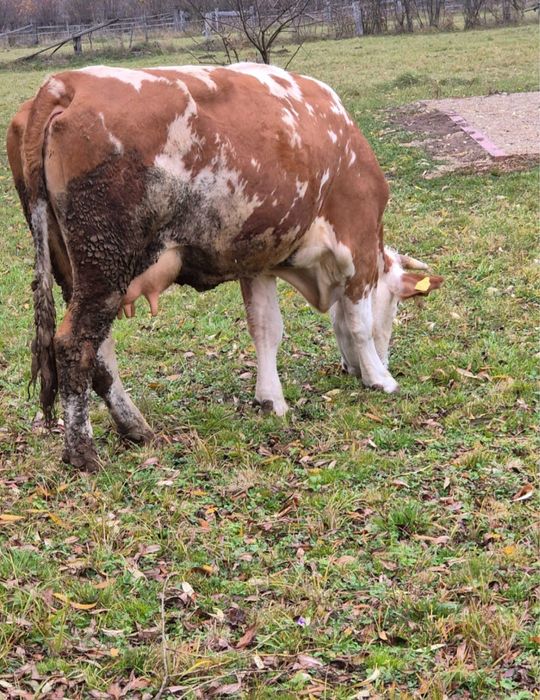 Vand vaca baltata romaneasca