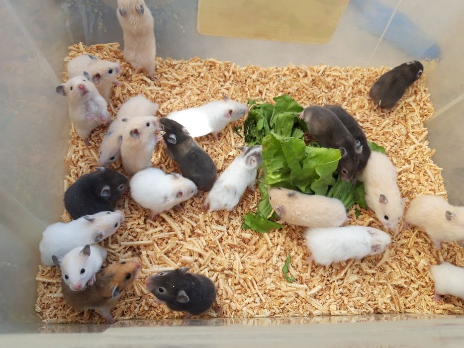 Сирийские хомячки