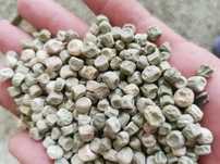 Mazare (leguma) 2024