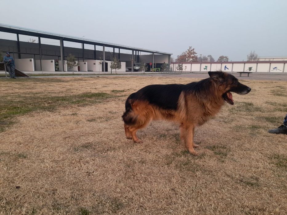 Немецкая овчарка длина шерсть кличка Шейх