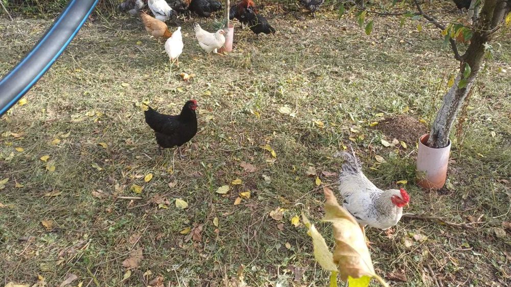 schimb cocosi cu puicute!!