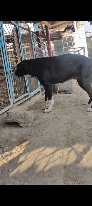 Срочно сатылады ургашы