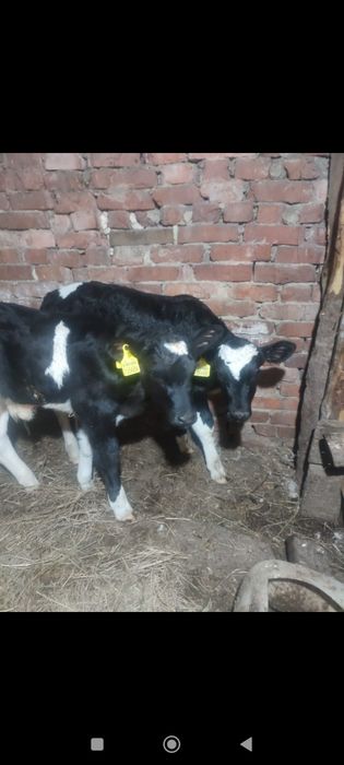 Продам два бычка