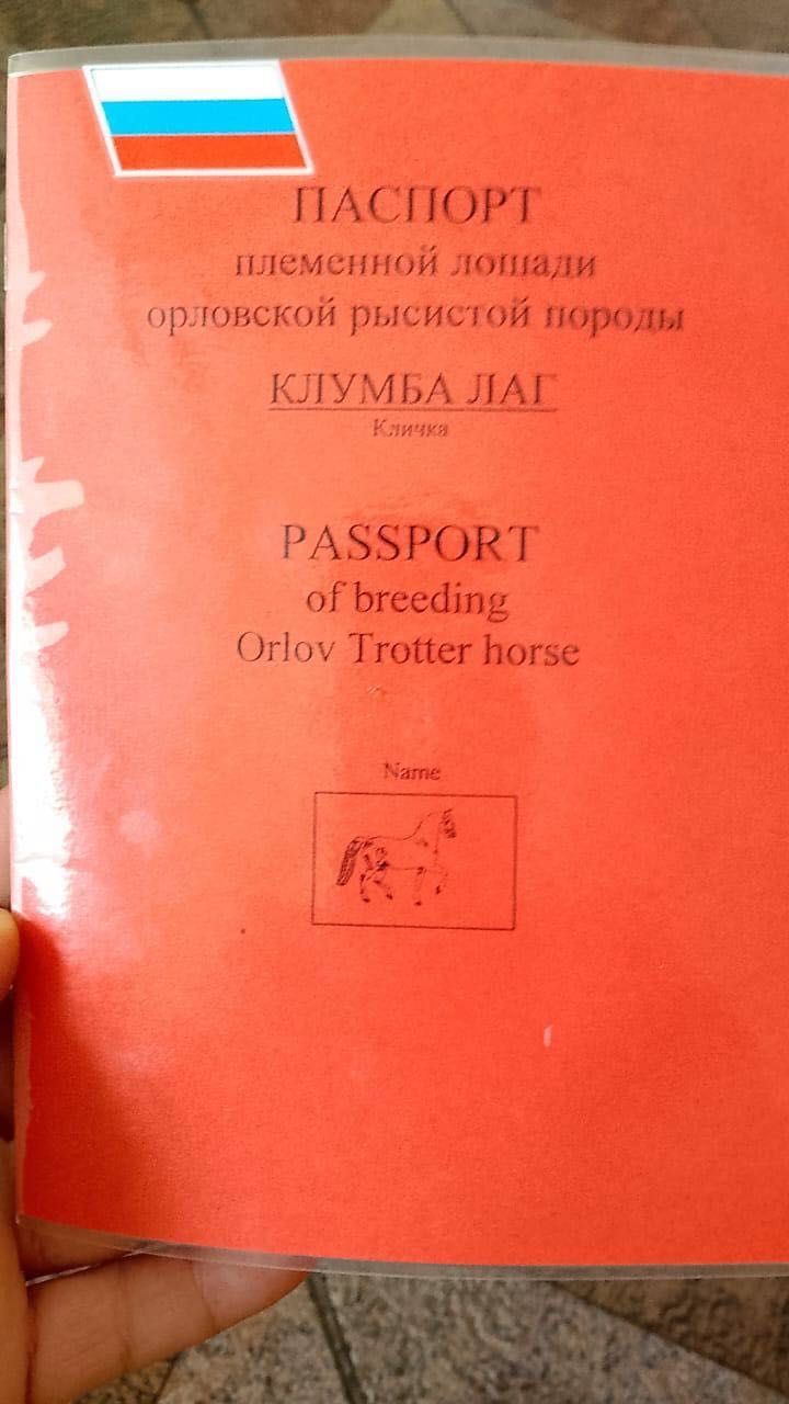 Продается Элитная Кобыла Орловской породы