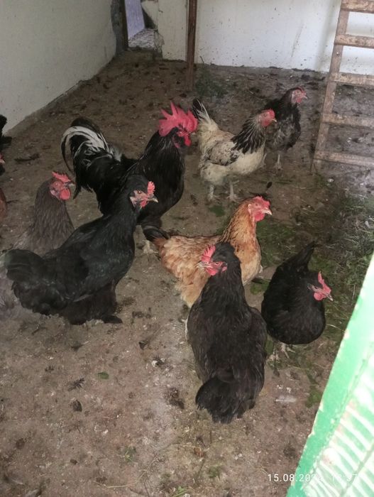 Продам молодых курей и петушков.
