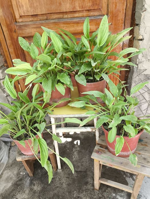 Продаются цветы из дома