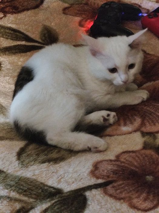 6-ти месячная кошка