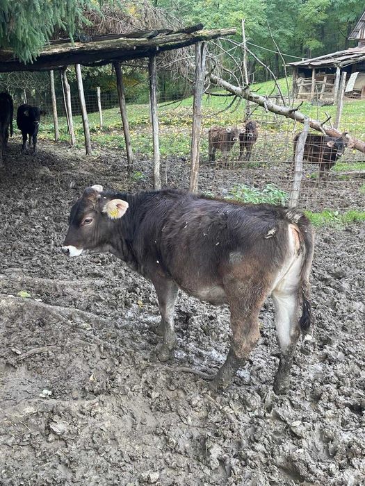 Vănd viței de diferite categorii de greutate