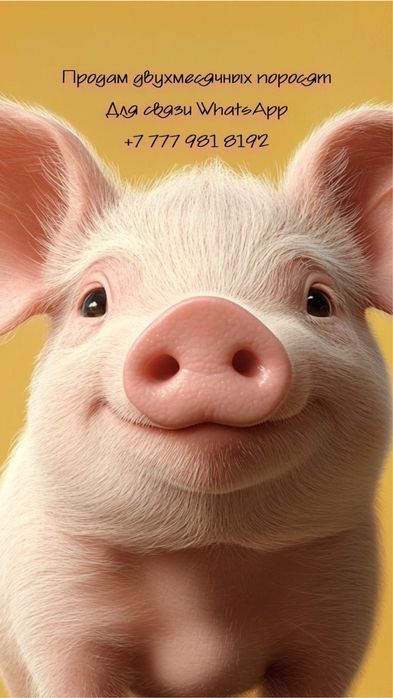 Продам поросят двухмесячных