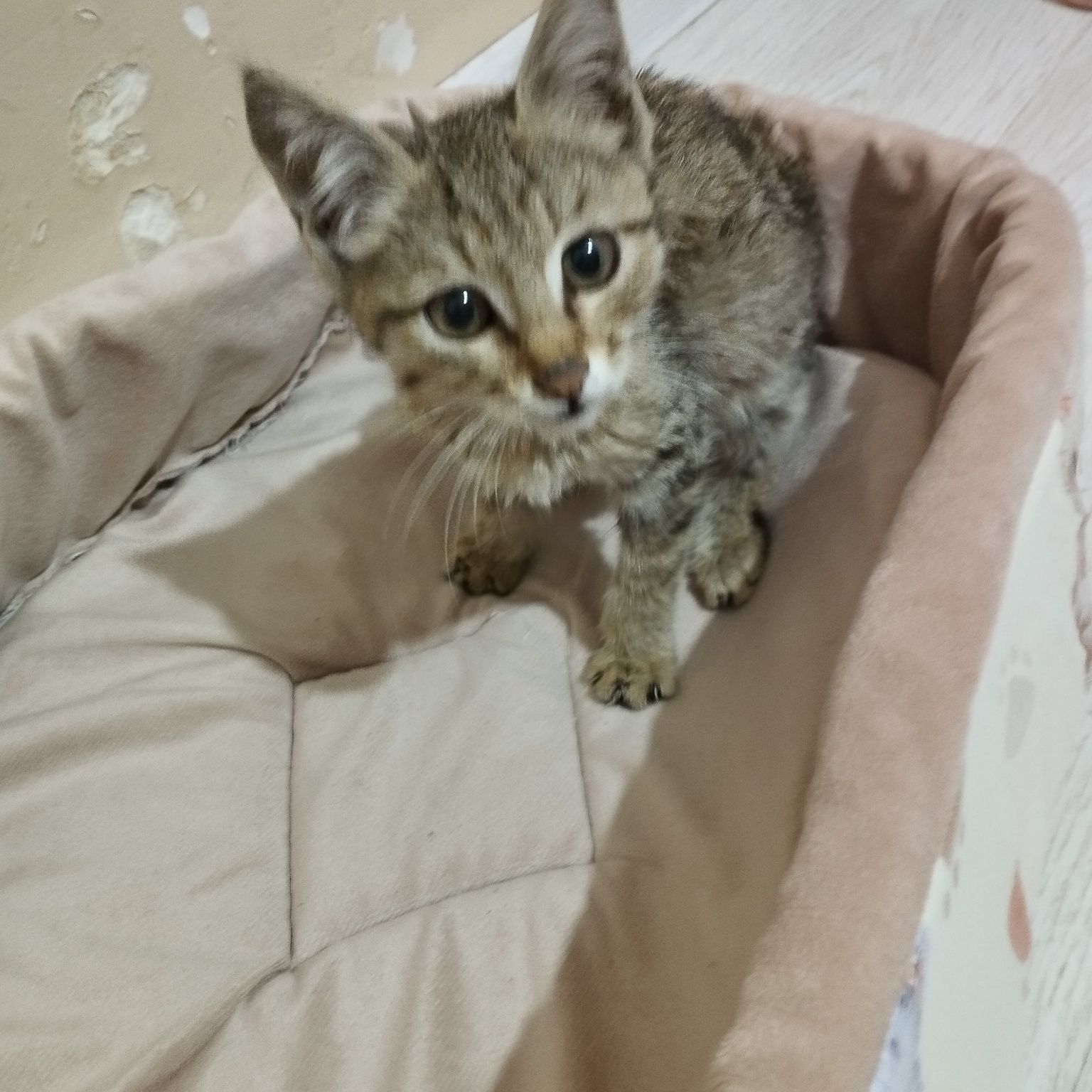 Кошка ищет любишую семью мальчик