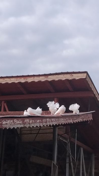 Porubei voltati 50 perechea