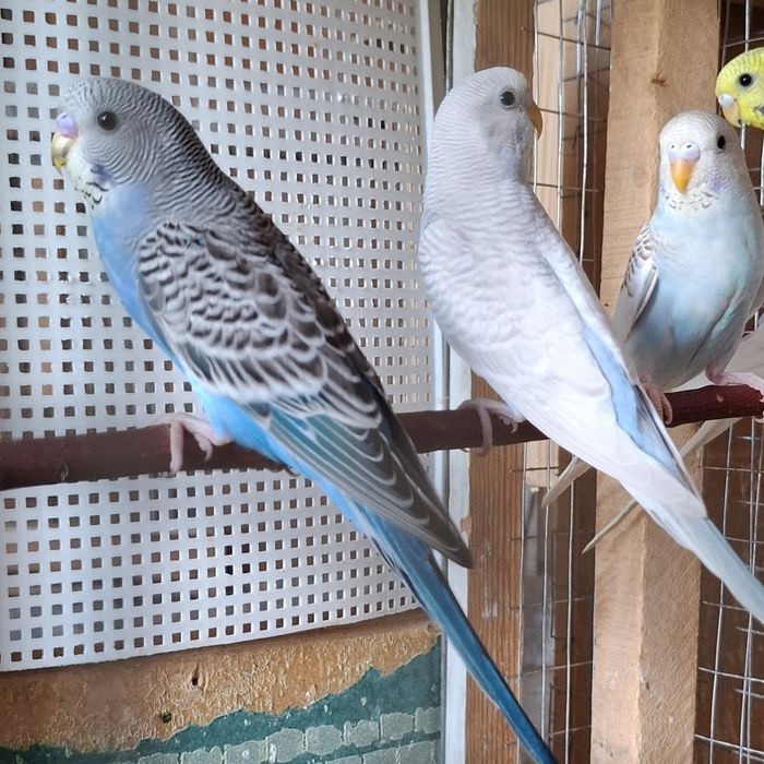 Волнистые попугаи, молодые