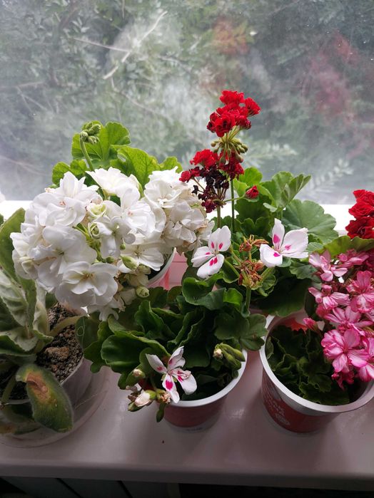 Продам укорененные герани