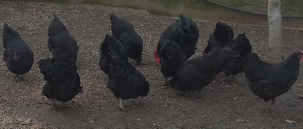 Familie australorp negru 2025