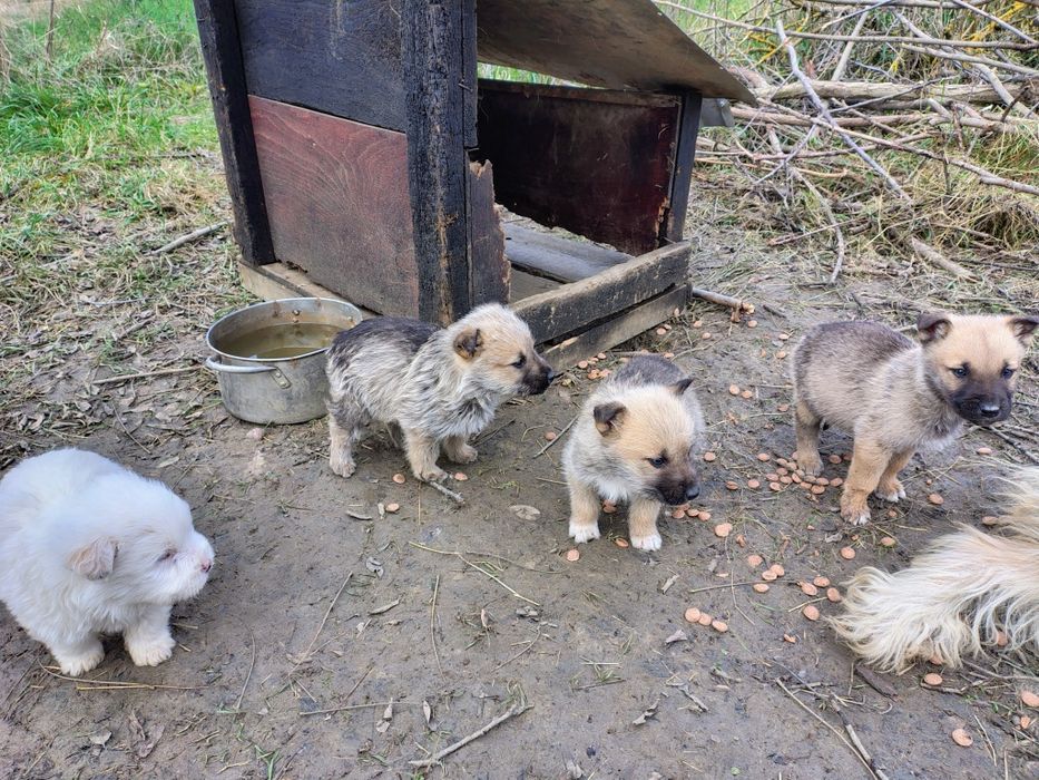 Donez cățeluși talie mare