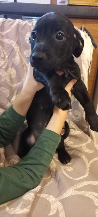 Подарък малки кученца