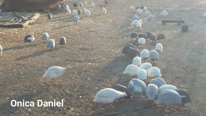 bibilici colorate (masculi) si oua pentru incubat