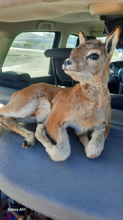 Препариран трофей. Сърна