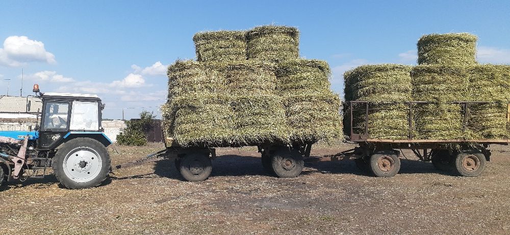 Продам сено зеленое