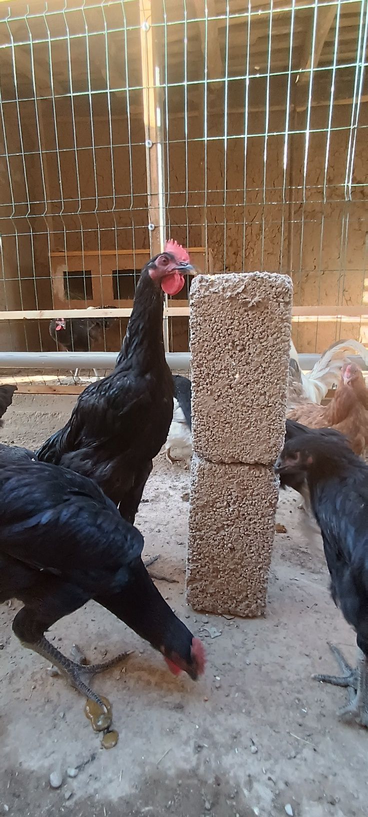 Qora shaxzoda jo'ja xo'rozlar sotiladi