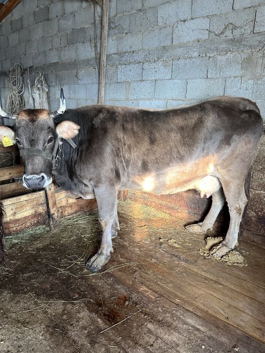 Семіз Сиыр сатылады