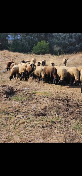 Продавам черноглави овце