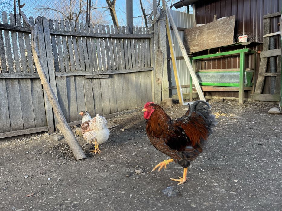 Familie Wyandotte rosu albastru auriu, GSG splash si argintiu 3+1