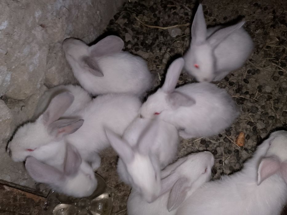 Kaliforniya zotli quyon bolalari sotiladi