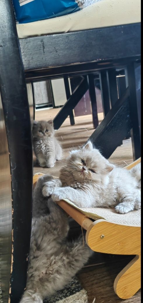 Британски лилави котета