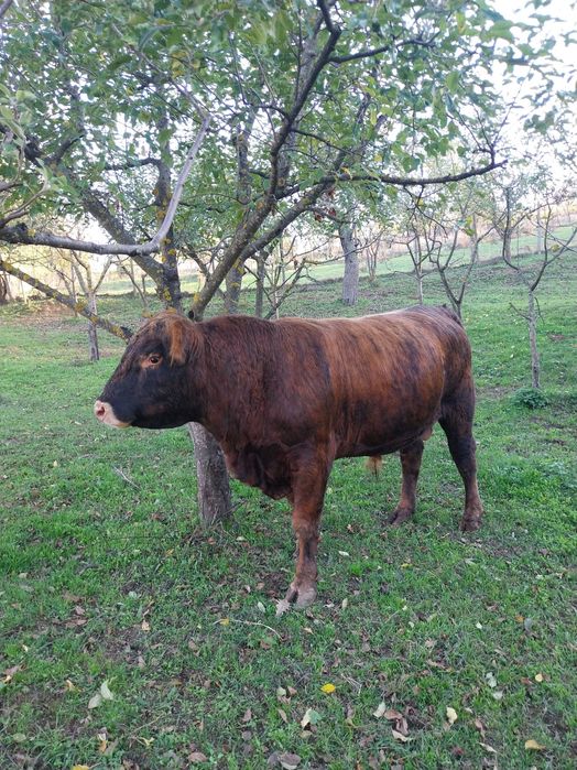 Продавам мъжки телета, Абардин - ангус около 500 - 600 кг.