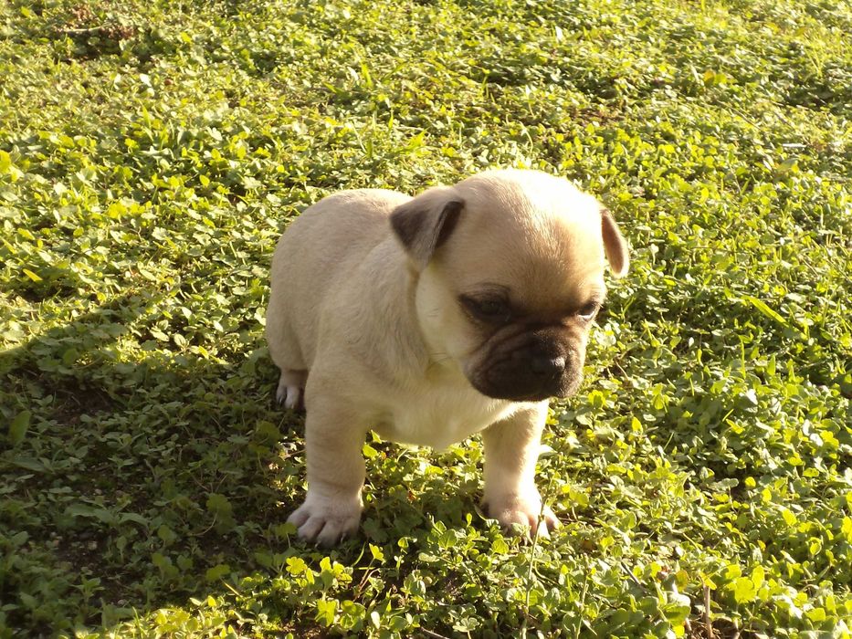 МОПС-бебета-3 броя!!!