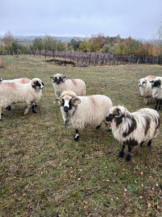 Vand 2 berbeci brezi