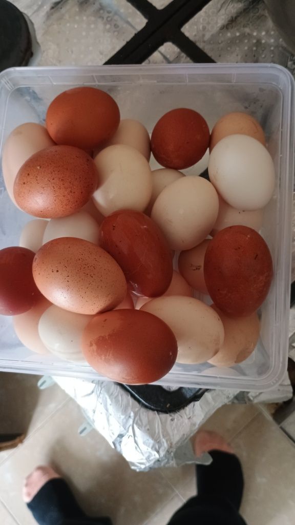Vând oua pentru incubat rasa Marans și Bress!!!