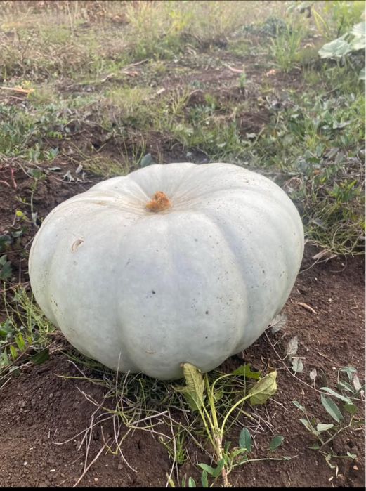 Vand dovleac de copt