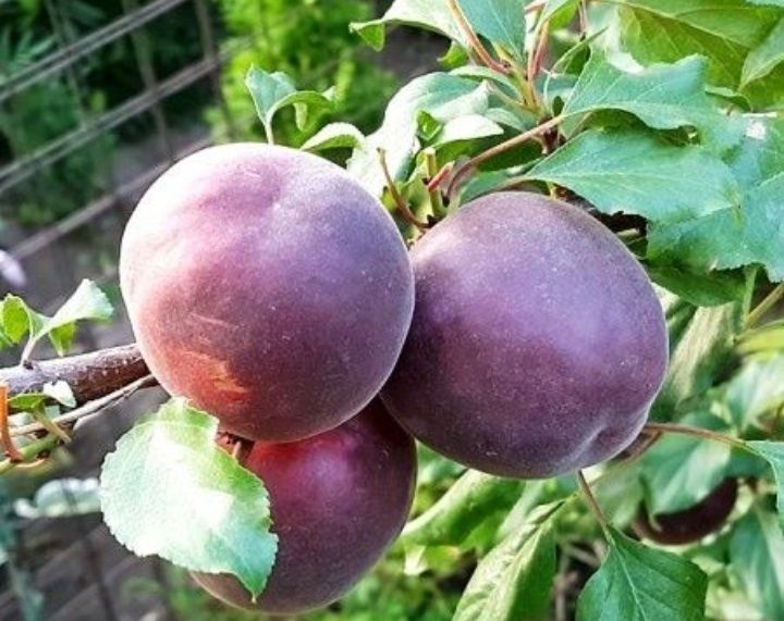 Cais Deosebit Printul Negru