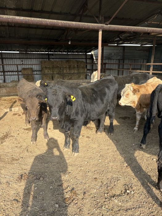 Ангус, ауликоль 6-7 месяцев ( Алматы облысы - Қошмамбет)