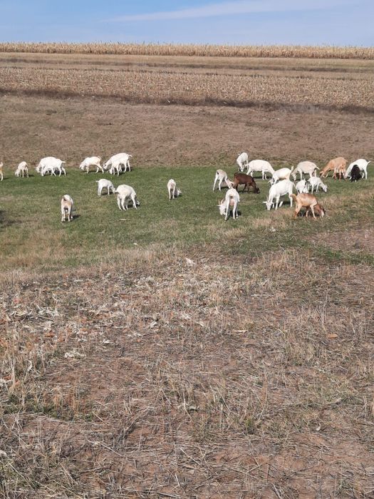 Vand Capre Sannen metis Anglonubian