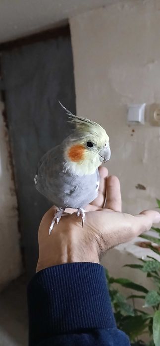 Ручная Корелла. Самец. 1,5 года.