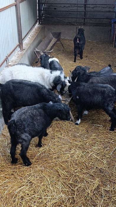 Хонаки эчкилар сотилади. 2 тадан тугади