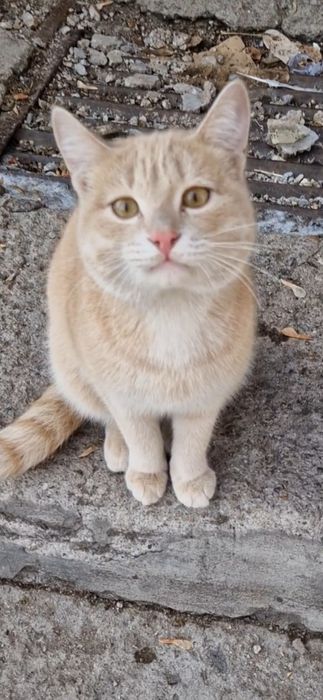 Отдам Кота в Добрые Руки