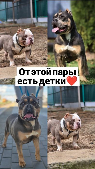 Американский булли от двух пометов