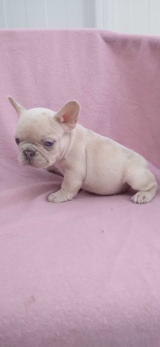 Mascul bulldog francez crem merle