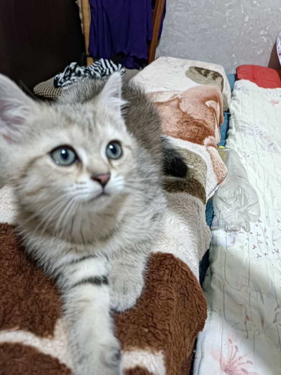 Скотиш Страйт, Кошка, Котенок