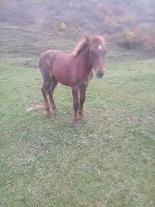 Vând sau schimb cu juninca