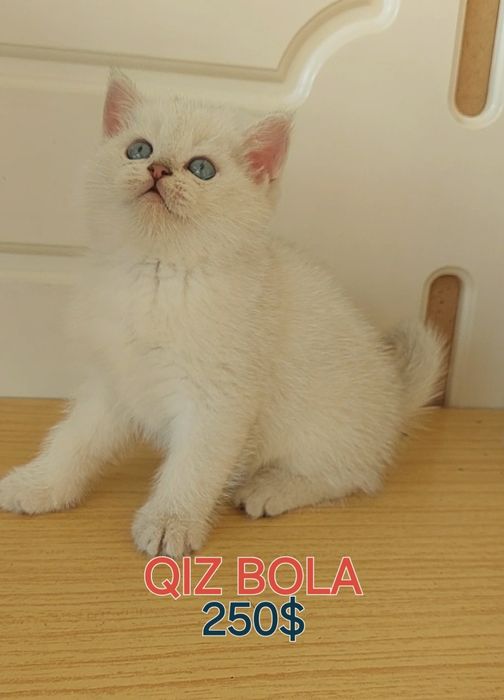 Британские шиншилла зоти тоза 1.5 ойлик лоток б.и житкис ва сухой. кор